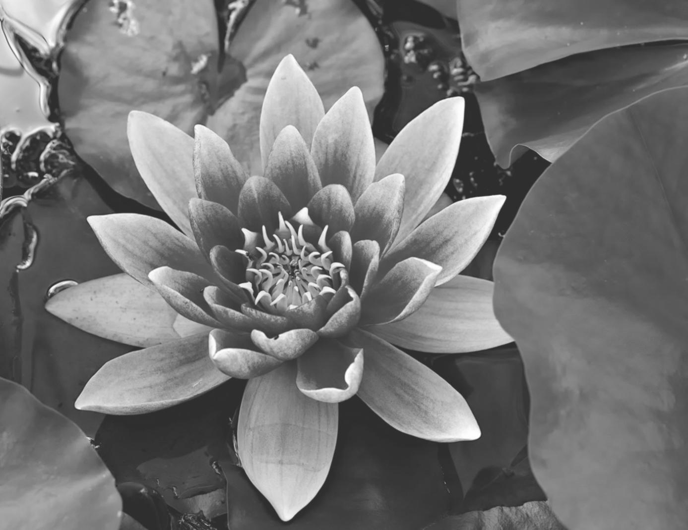 Detail einer floralen Komposition mit ausgeglichenen Proportionsverhältnissen