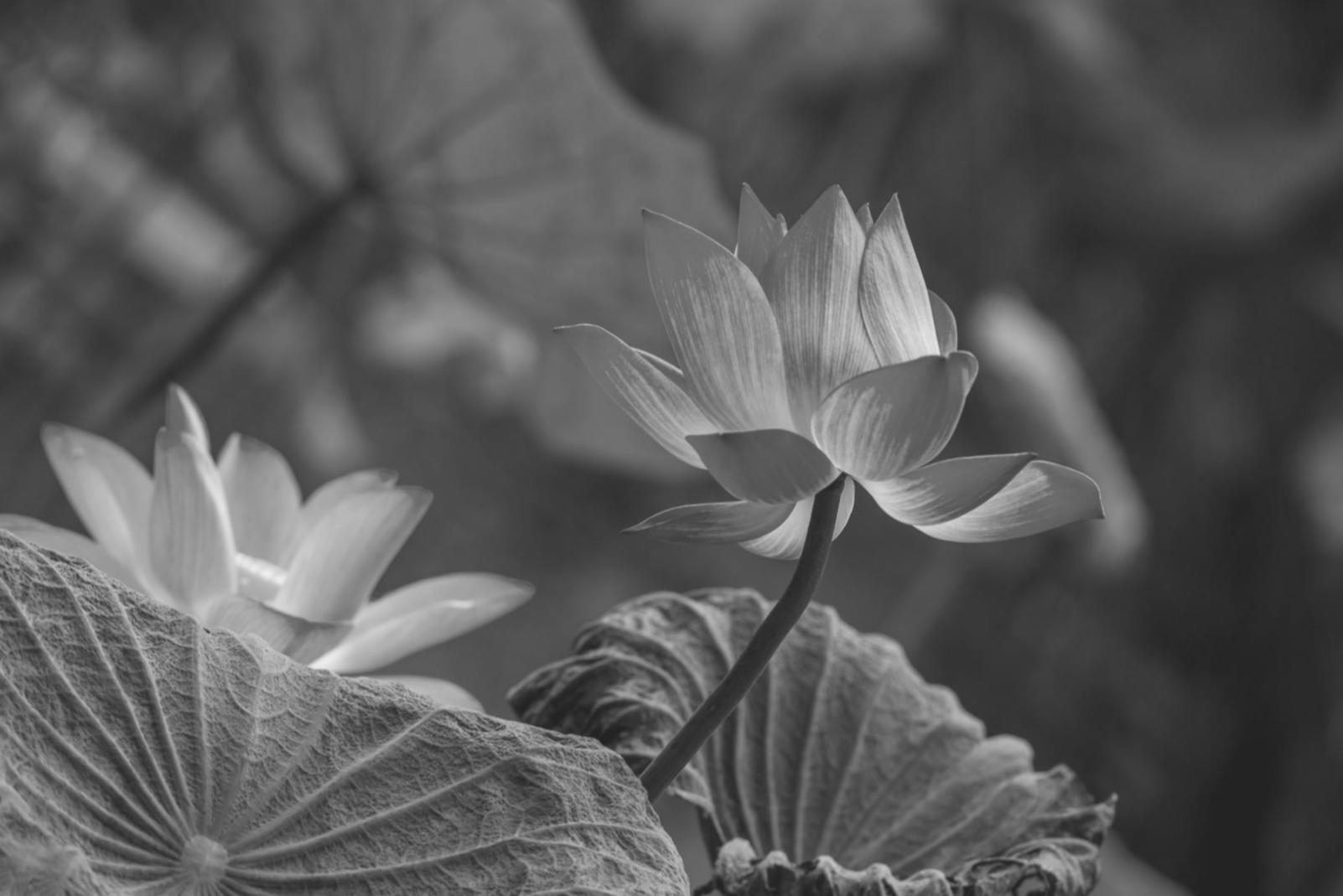 Florale Gestaltung mit präzisen Proportionen und natürlichen Materialien