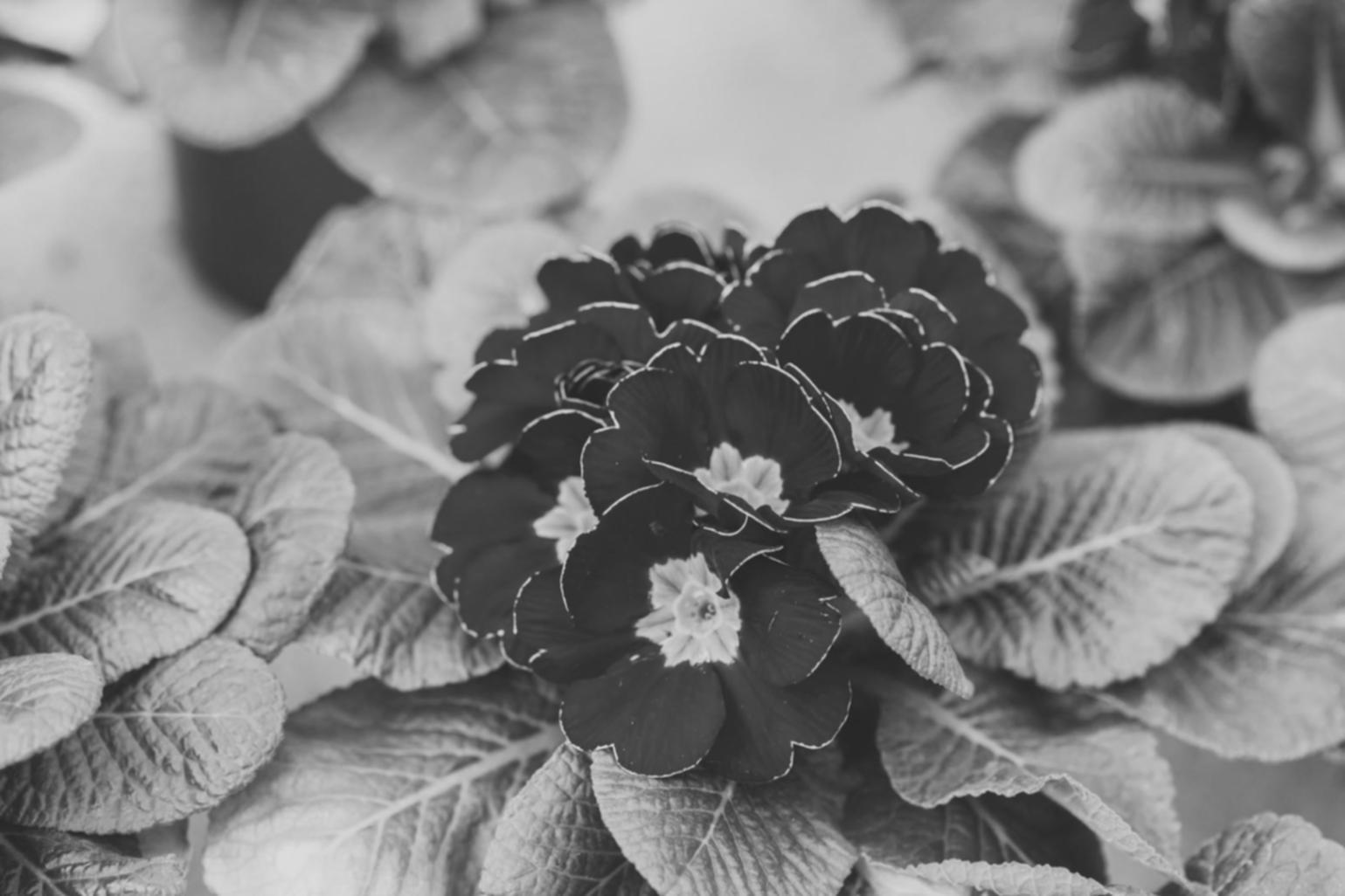 Detailansicht floristischer Arbeiten